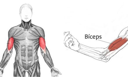 Qual o melhor exercício para bíceps?