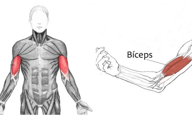 Qual o melhor exercício para bíceps?