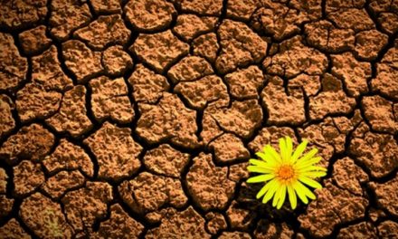 Resiliência é umas das principais competências profissionais