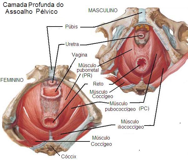 músculos do assoalho pélvico
